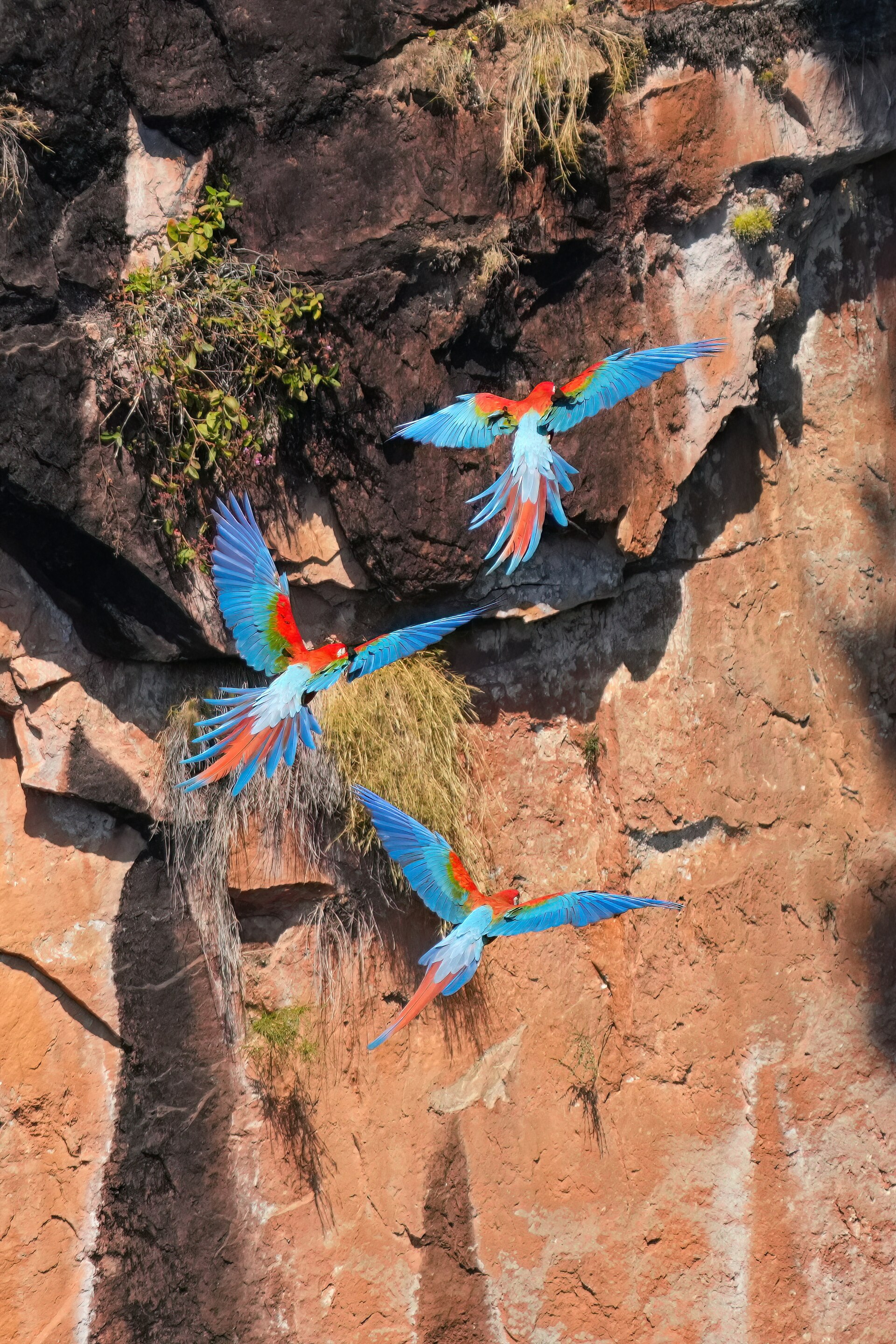 Araras voando na Chapada dos Guimarães