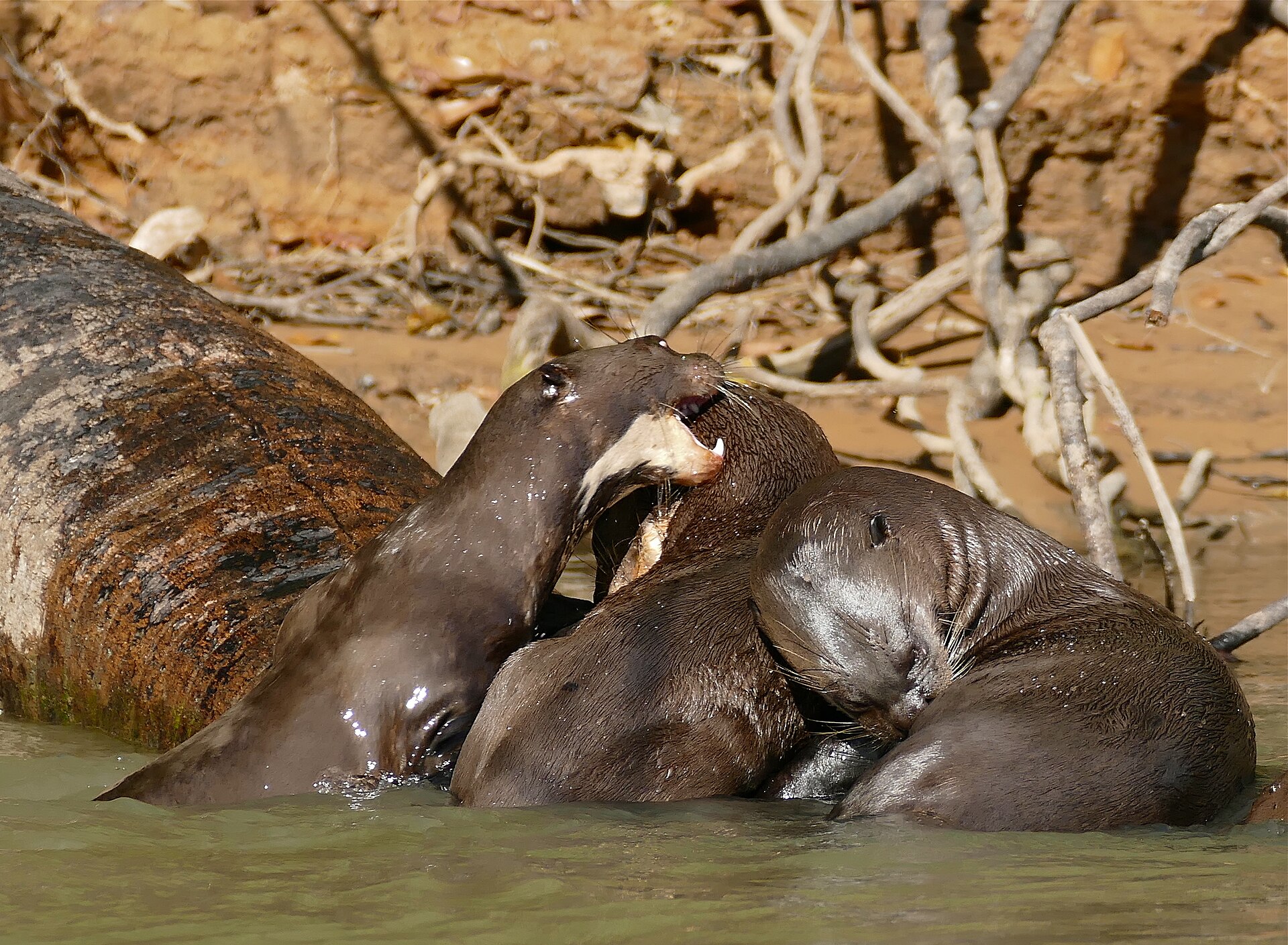Ariranha (Giant Otter) no Pantanal