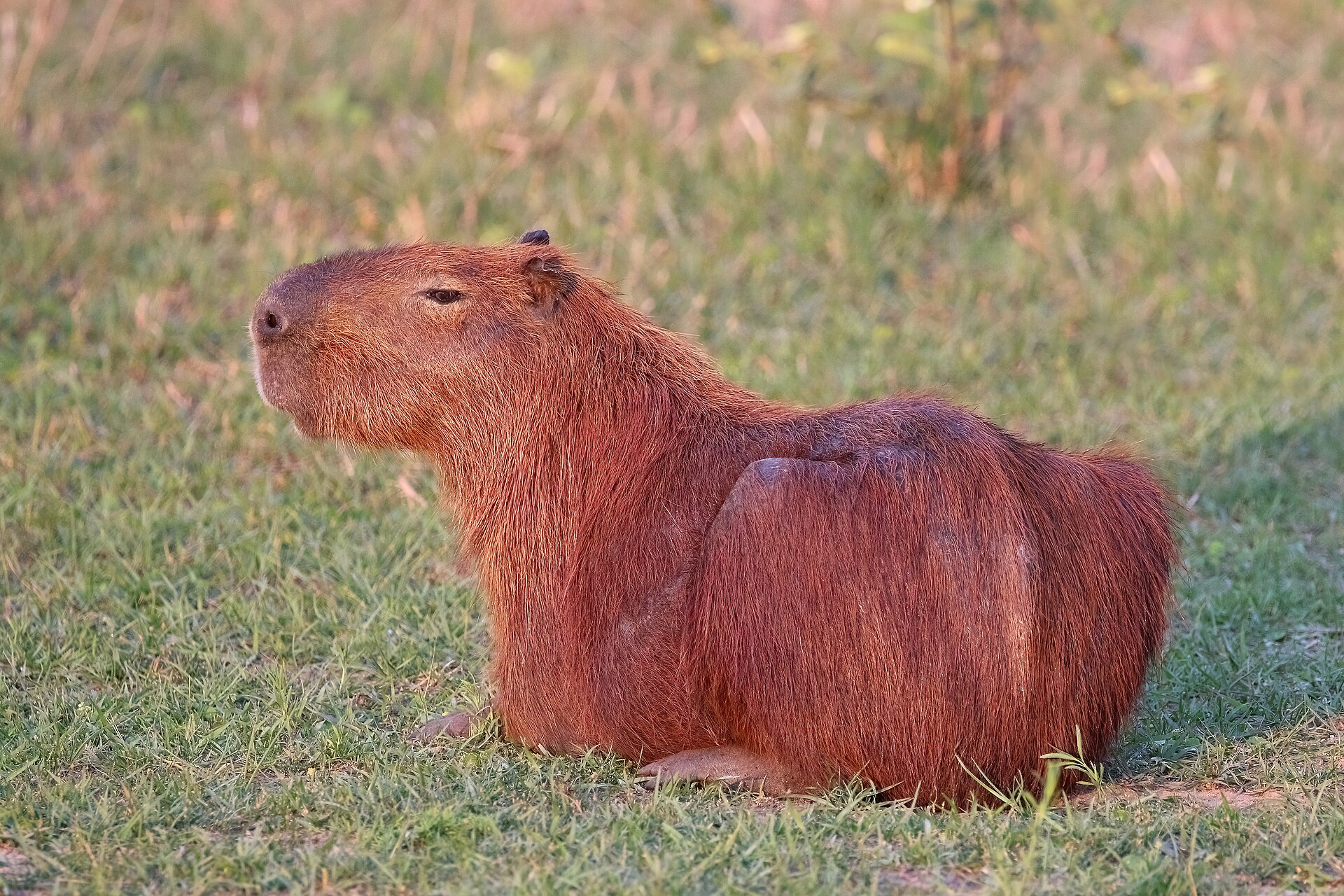 Capivara no Pantanal