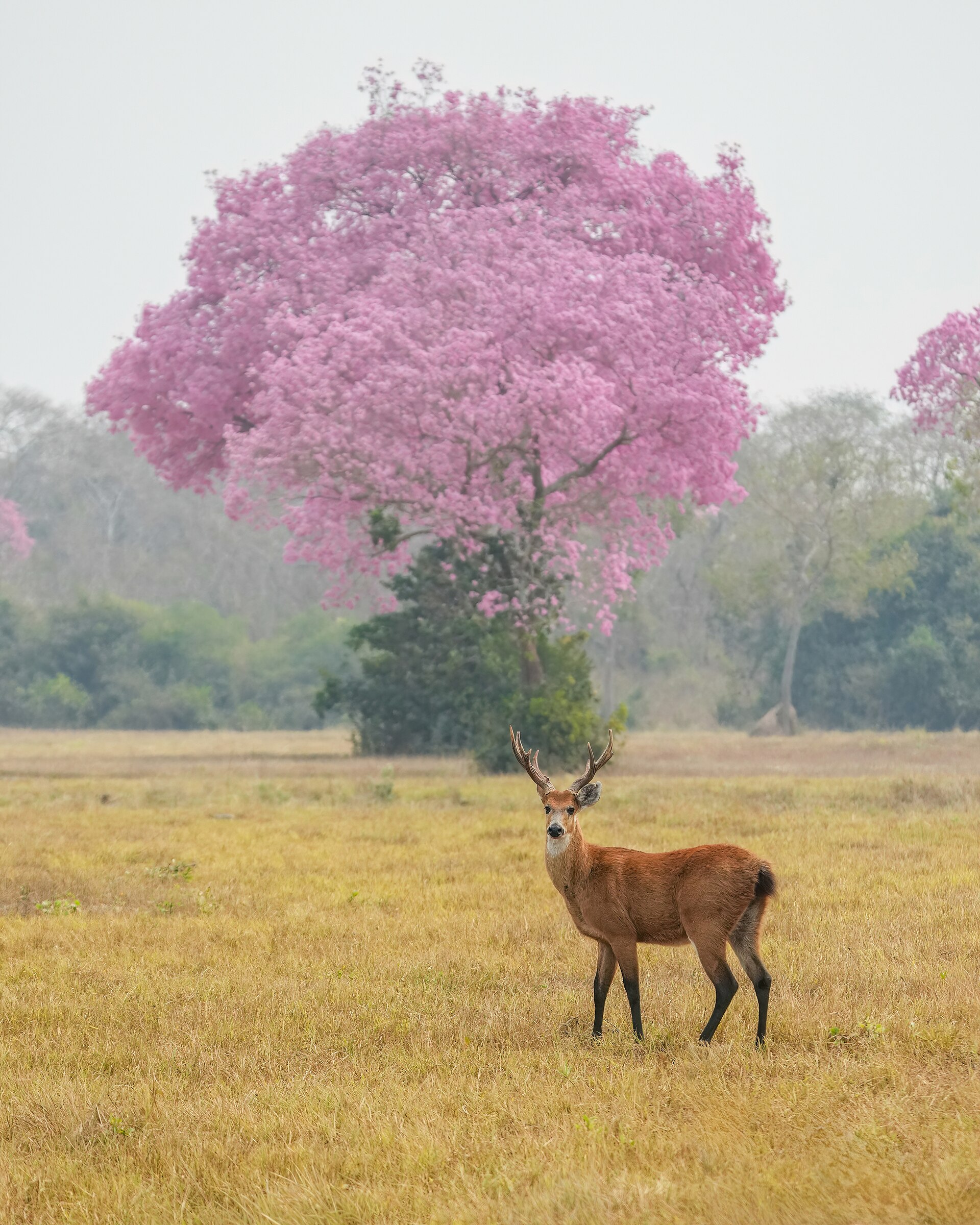 Cervo-do-pantanal diante de um ipê rosa em flor