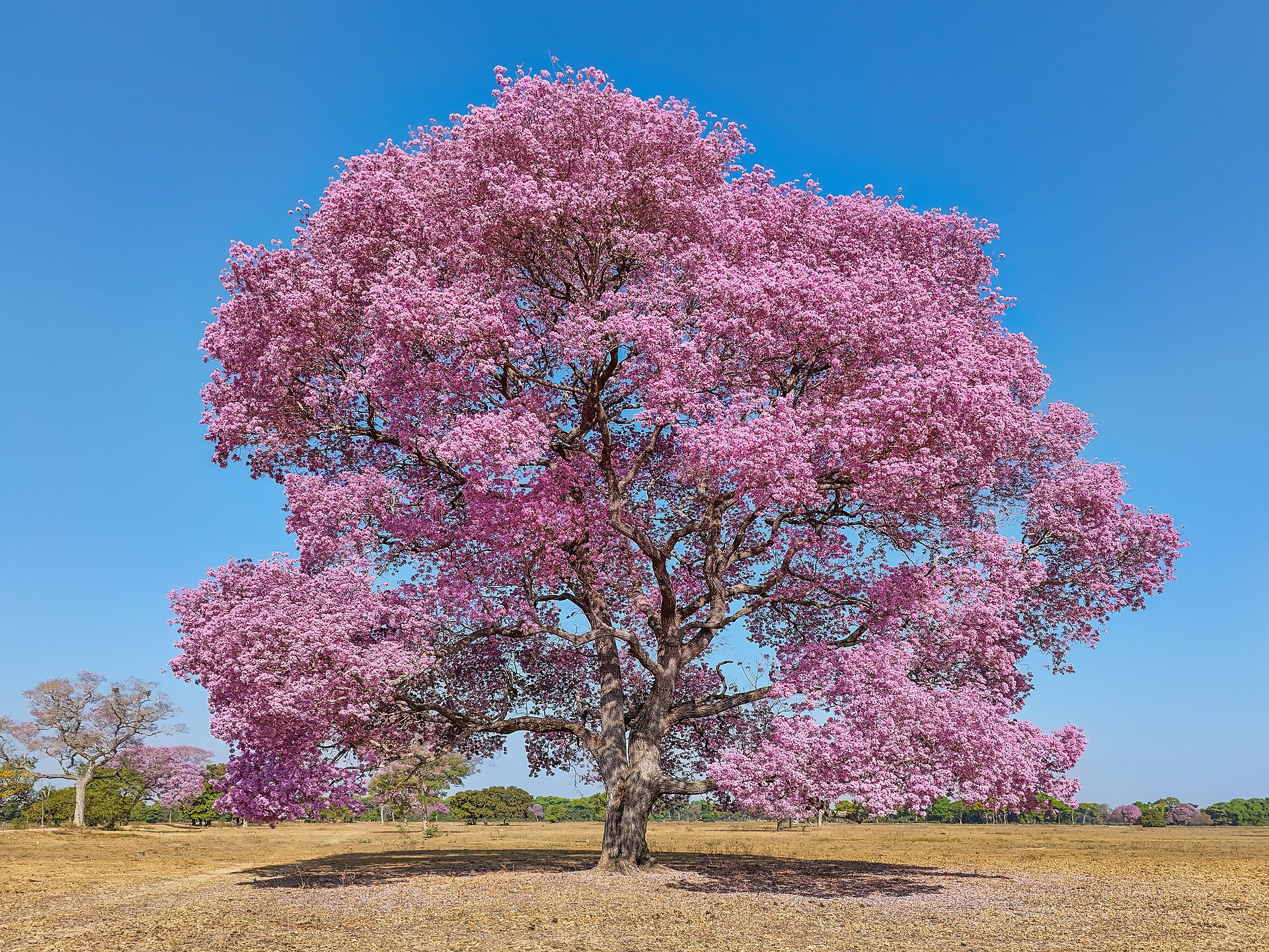 Ipê rosa florido em Mato Grosso
