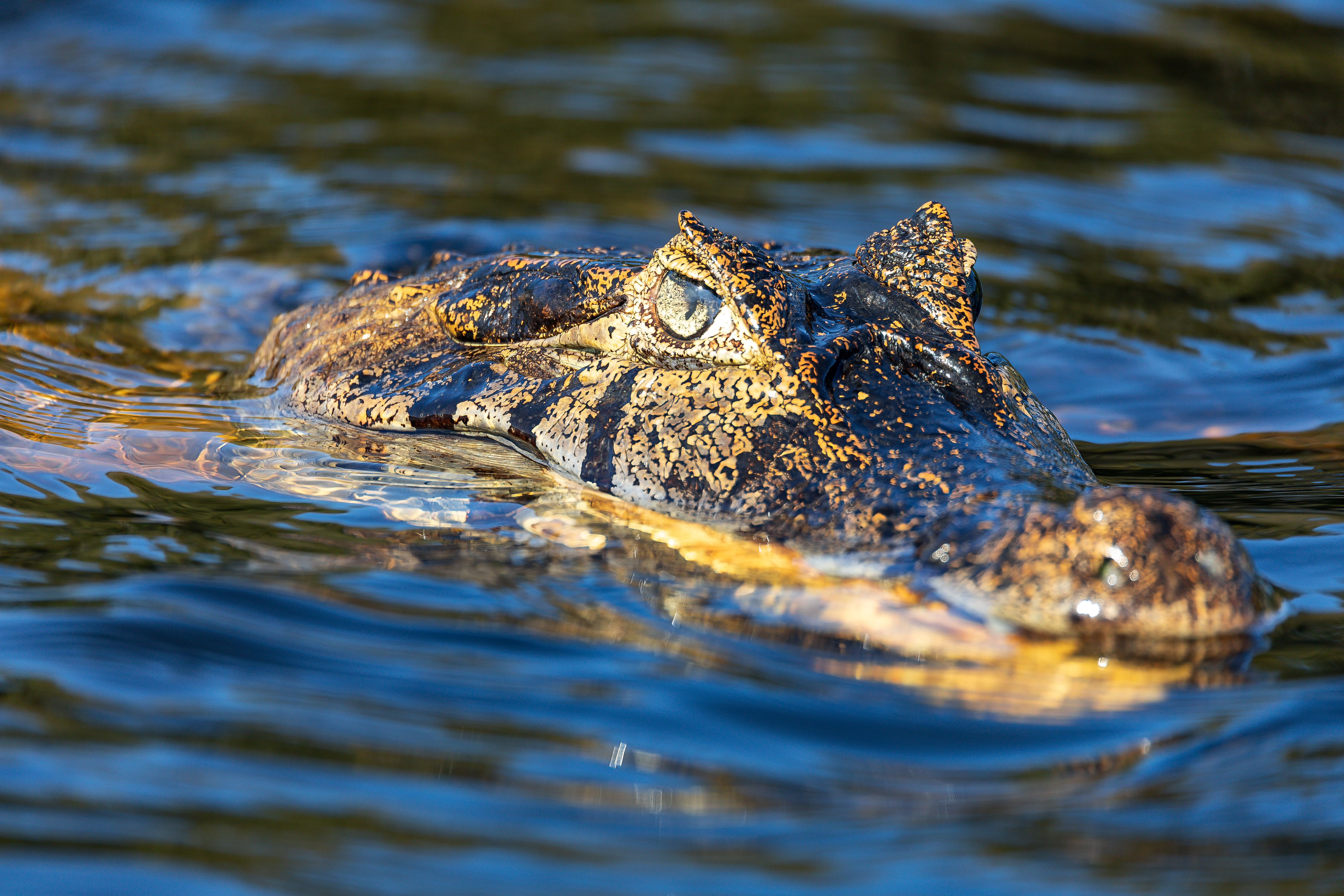 Jacaré-do-Pantanal tomando sol