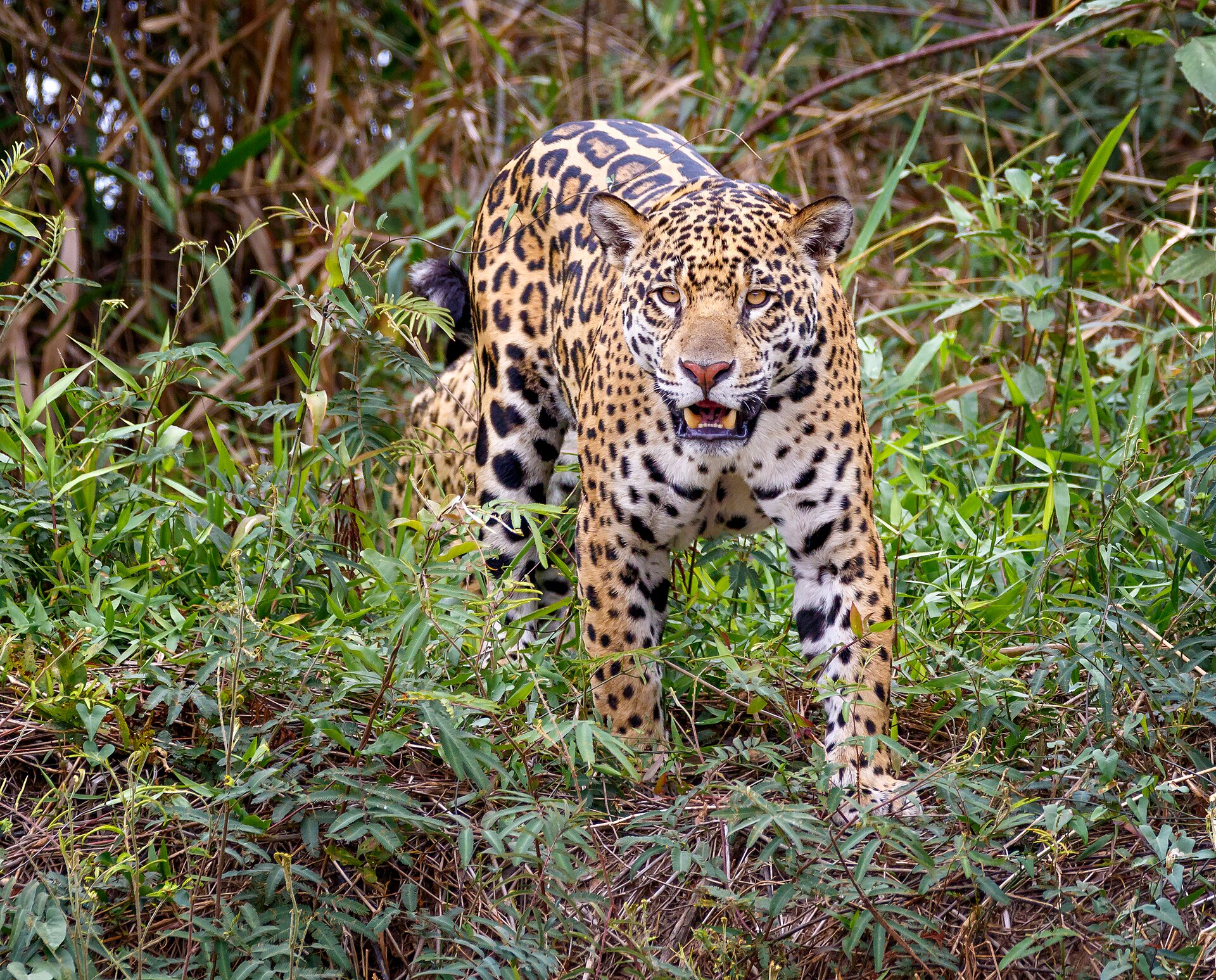 Onça-pintada no Pantanal de Mato Grosso