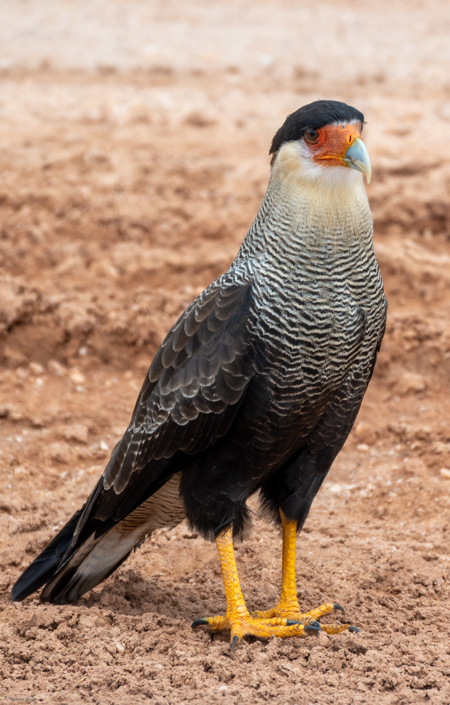 Pantanal mato-grossense, a maior planície alagável do planeta