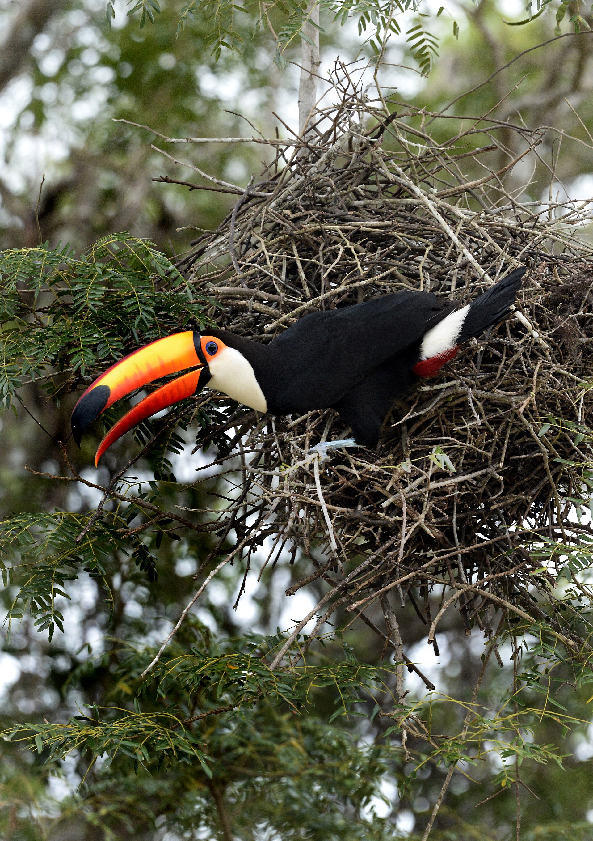 Tucano-toco no Pantanal