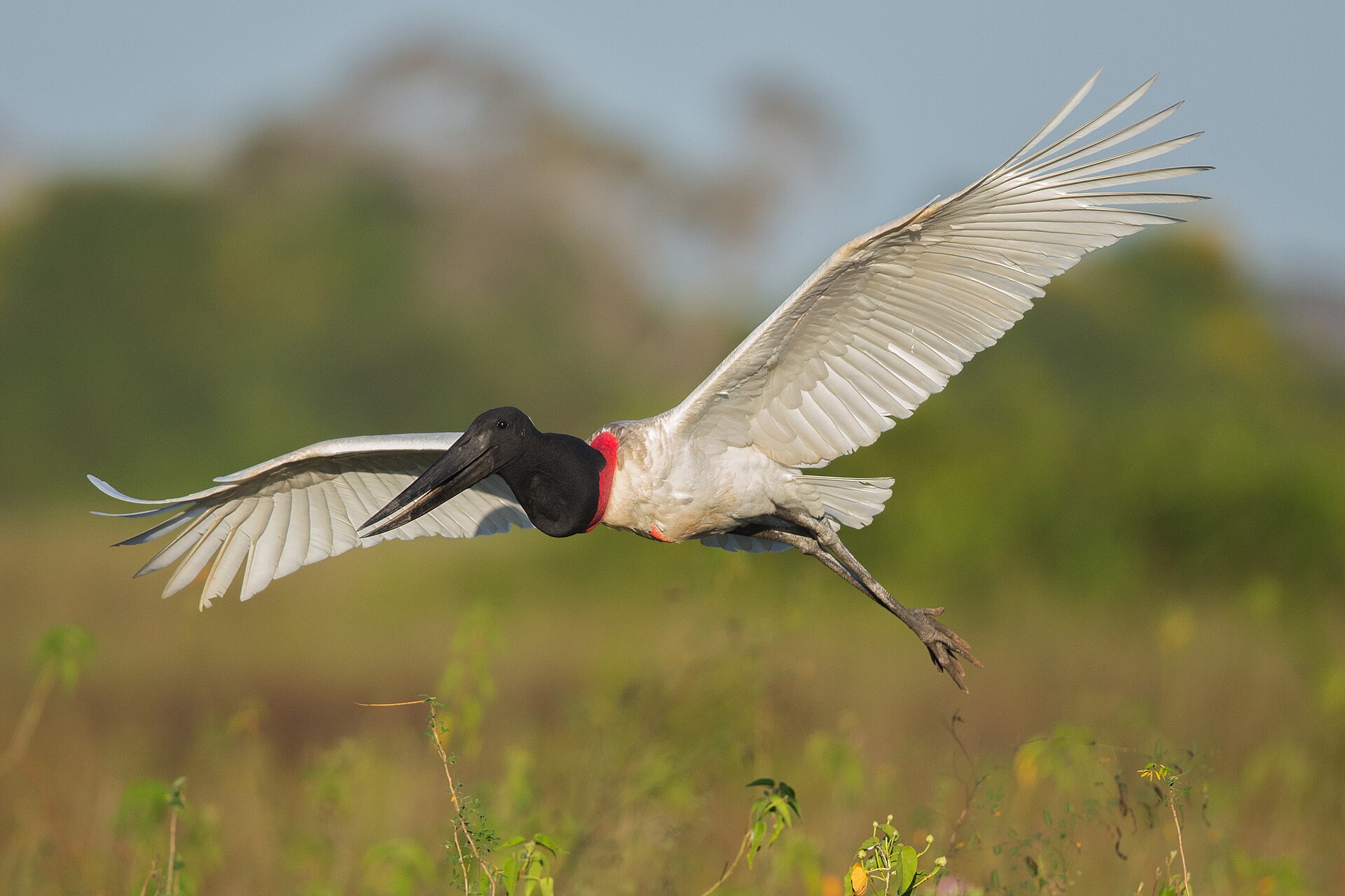 Tuiuiú (Jabiru) no Pantanal